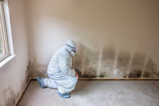 Professional Mold Prevention & Removal  in Mebane, NC